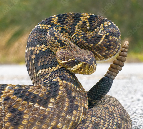 the king of all rattlesnake in the world, Eastern Diamondback rattler - Crotalus Adamanteus - in strike pose facing camera cropped in version. 9 rattles and one button