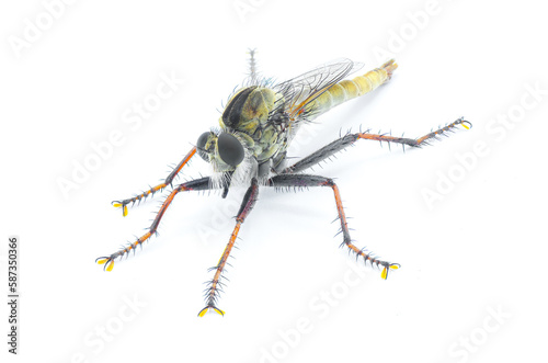 Robber fly Isolated on white background - Proctacanthus brevipennis - species in Florida.  Extremely detailed macro closeup showing hairs and bristles on legs and face. Side profile view