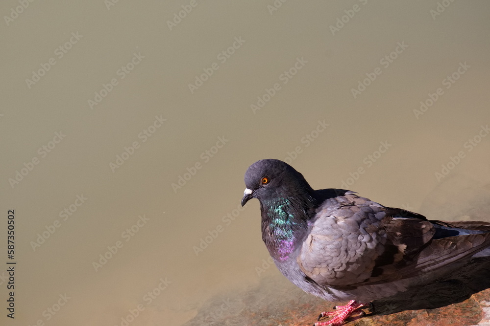Pretty pigeon resting on a rock in the city Pretty pigeon resting on a rock in the city