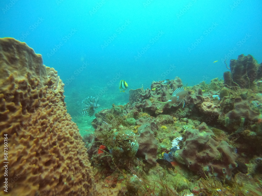 coral reef in the ocean