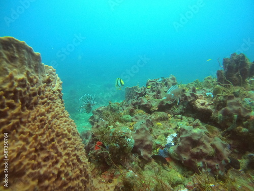 coral reef in the ocean © Enrique