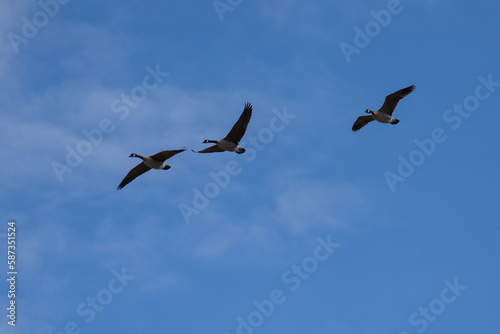 Canada geese flying in flight
