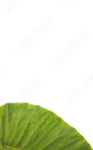 Green plant leaf 