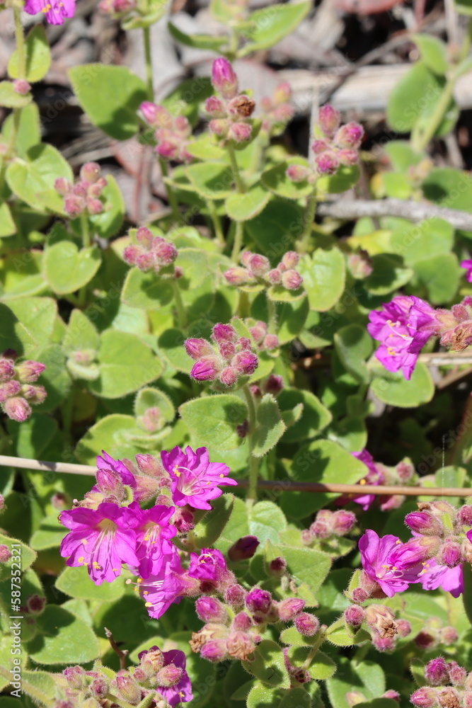 Pink dichasial cyme inflorescences of Mirabilis Laevis Variety Crassifolia, Nyctaginaceae, native herb in the Santa Monica Mountains, Winter. Pink dichasial cyme inflorescences of Mirabilis Laevis Variety Crassifolia, Nyctaginaceae, native herb in the Santa Monica Mountains, Winter.