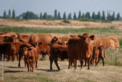 A herd of red cattle grazing in a field on a summer day. 