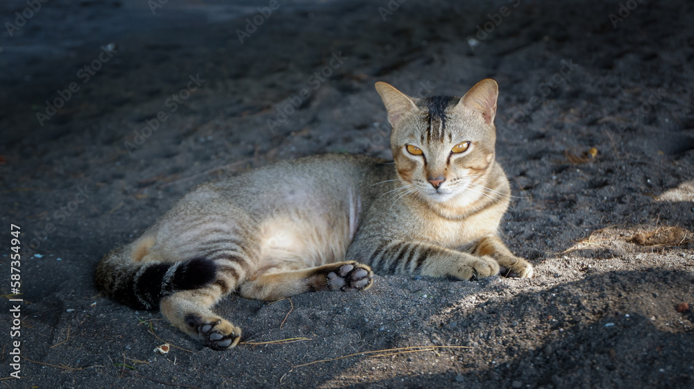 Obraz premium Cute cat lying on the black sand.