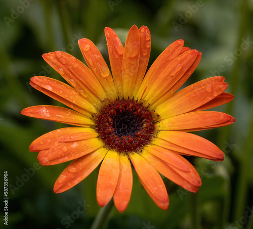 Gerbera Garvinea Sweet Sunset in Bloom with rain droplets.