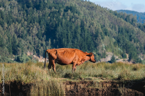 Wide shot of a brown ox feeding and grazing beside the river shore, alone. 