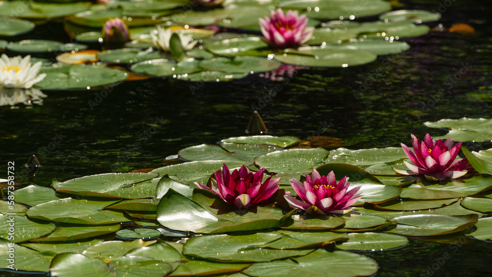 waterlily inside a garden in Victoria, Vancouver Island, British Columbia, Canada waterlily inside a garden in Victoria, Vancouver Island, British Columbia, Canada