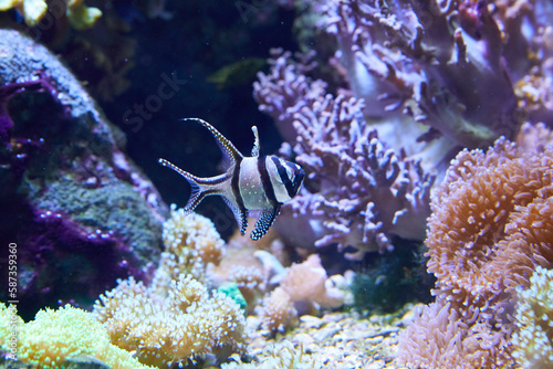 Banggai cardinalfish on the reef (Pterapogon kauderni).