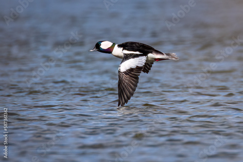 Obraz na płótnie A male bufflehead duck flying over the St. Lawrence River w salonie