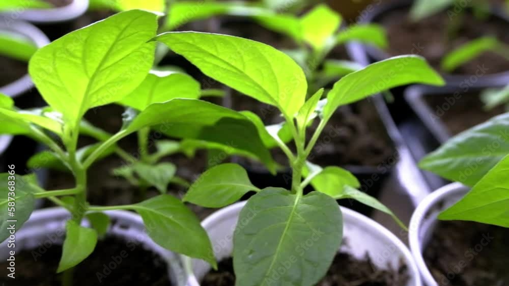 Pepper seedlings for planting. Detail of chilli seedling leaves. How to take care of seedlings Pepper seedlings for planting. Detail of chilli seedling leaves. How to take care of seedlings