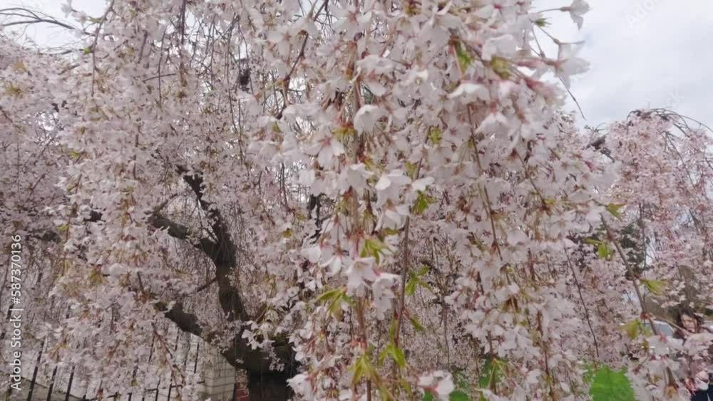 Flower of spring trees. An incredible beginning of spring. Spring flowering trees. Flower of spring trees. An incredible beginning of spring. Spring flowering trees.