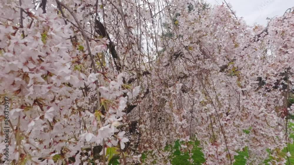 Flower of spring trees. An incredible beginning of spring. Spring flowering trees. Flower of spring trees. An incredible beginning of spring. Spring flowering trees.