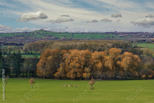 A view towards Almscliffe Crag in the distance from Harewood in West Yorkshire, with a herd of deer in the foreground of the photograph. photo