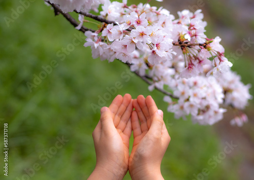 桜と子供の手