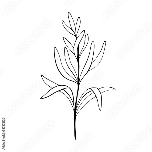 Rosemary plant.Hand drawn rosemary, monochrome sketch vector illustration isolated on white background. Organic herb for cooking and fragrant seasoning. © Oxi An