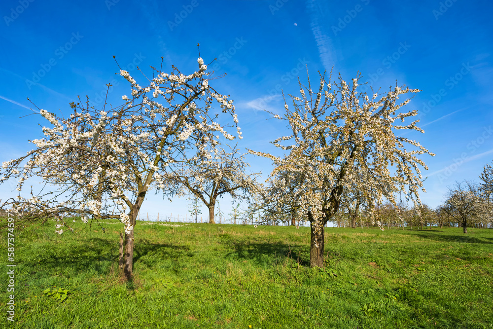Blossoming cherry trees in Wiesbaden-Frauenstein/Germany in the Rheingau
