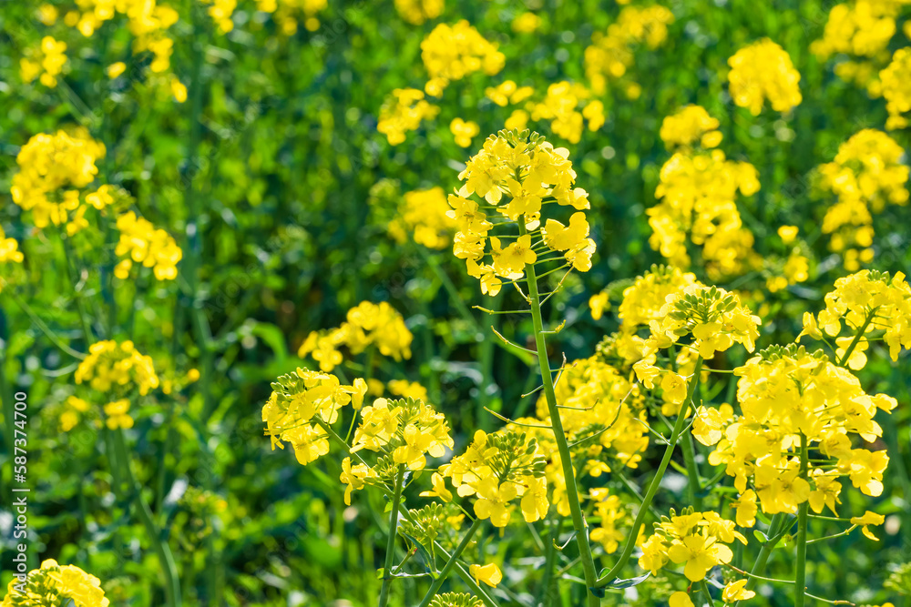 Close-up of gorgeous yellow blooming rapeseed in Wiesbaden-Frauenstein/Germany in the Rheingau Close-up of gorgeous yellow blooming rapeseed in Wiesbaden-Frauenstein/Germany in the Rheingau