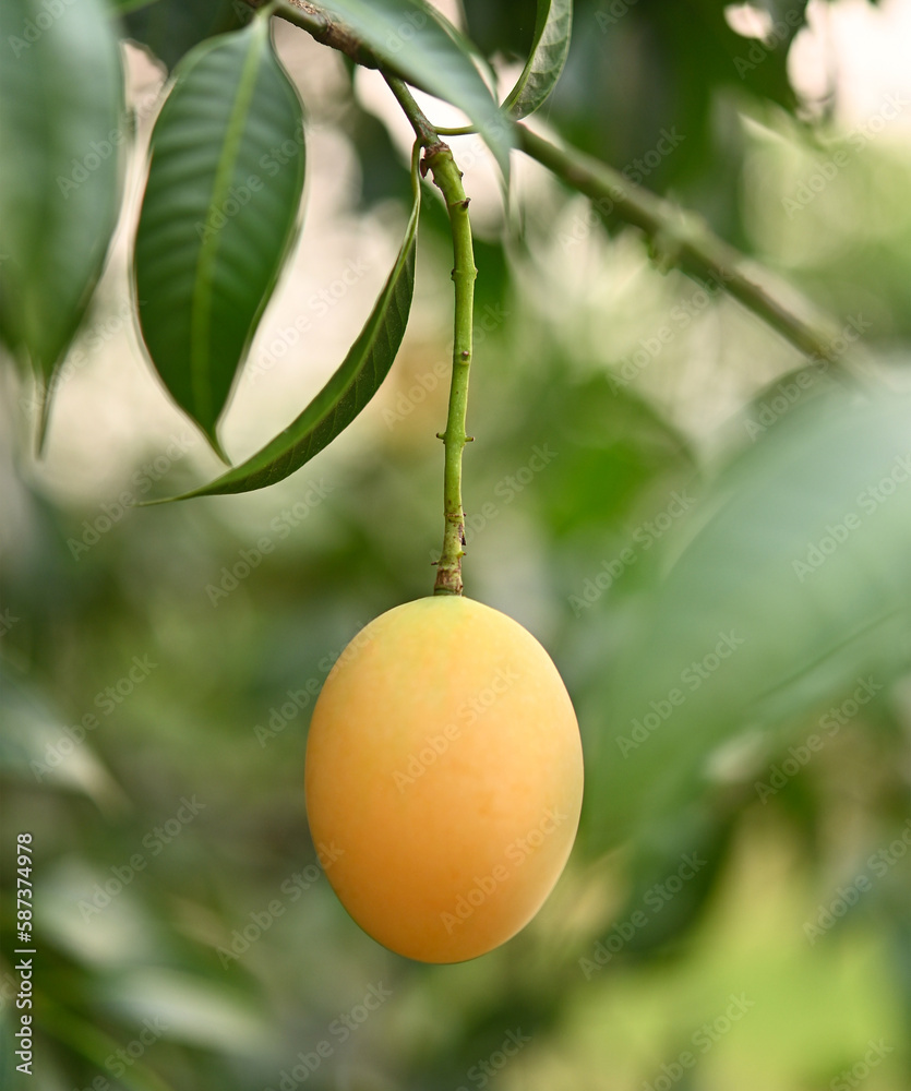 Sweet yellow Marian plum or Plum Mango on the tree.Tropical  summer fruit call Mayongchid or Maprang in Thailand .