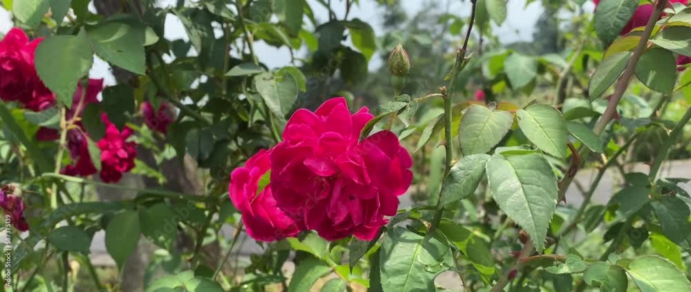 the roses that were blooming in the garden were being blown by the gentle breeze the roses that were blooming in the garden were being blown by the gentle breeze