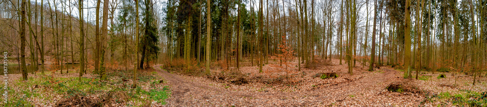 Panoramic view over a magical mixed pinewood at riverside, pine forest with ancient aged trees covered with fallen leaves, Germany, at warm sunset Spring evening