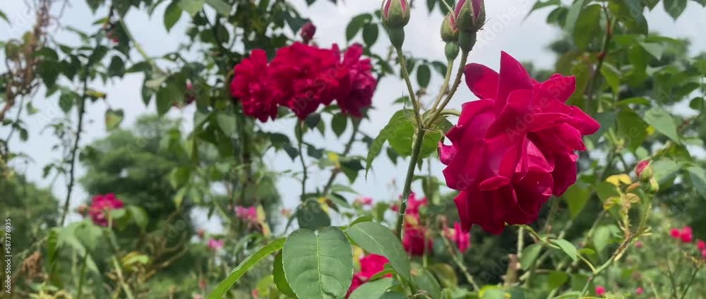 the roses that were blooming in the garden were being blown by the gentle breeze the roses that were blooming in the garden were being blown by the gentle breeze