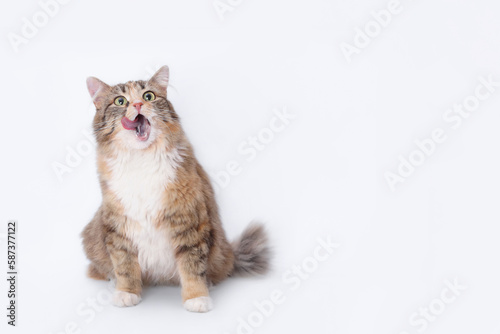 Cat sits and licks its lips. Cat with open mouth. White background studio shot of feline. Studio shot of a domestic Kitten looking up. Fluffy Kitten with whiskers on white backdrop. Web banner 