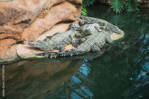Crocodiles in the farm of crocodiles at Pierrelatte in the department of Drôme in France