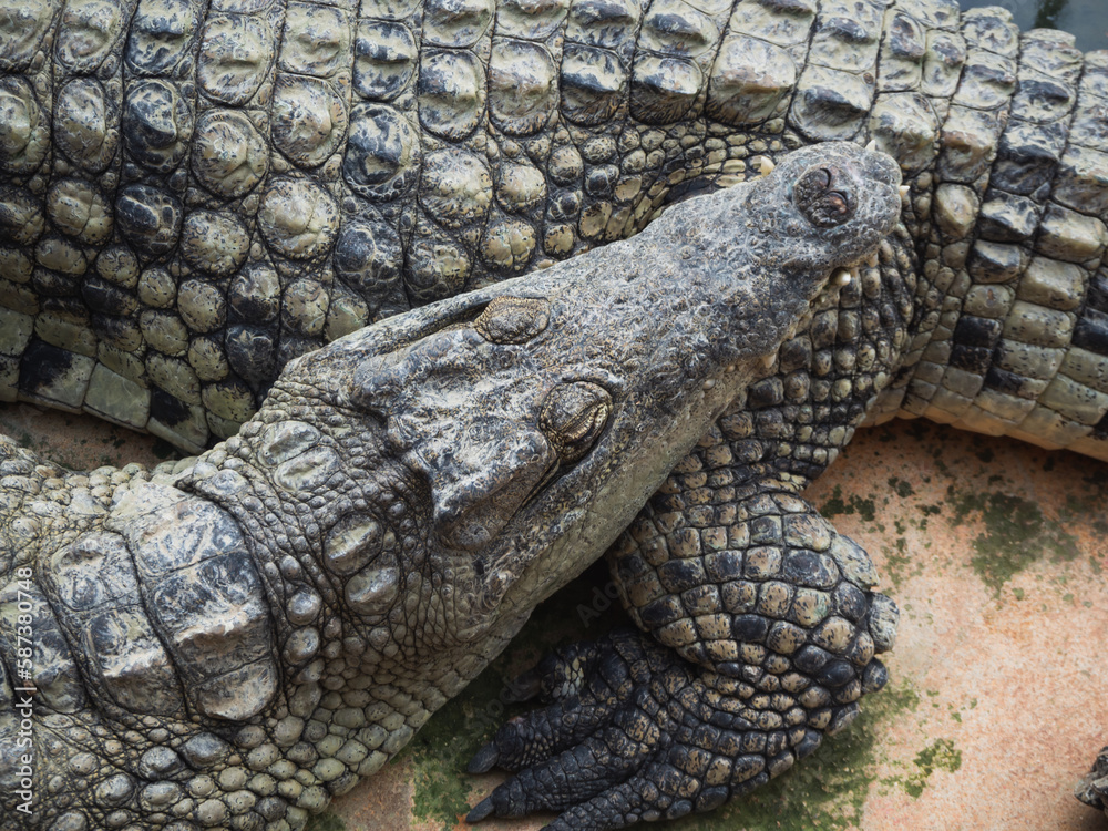 Fototapeta premium Crocodiles in the farm of crocodiles at Pierrelatte in the department of Drôme in France