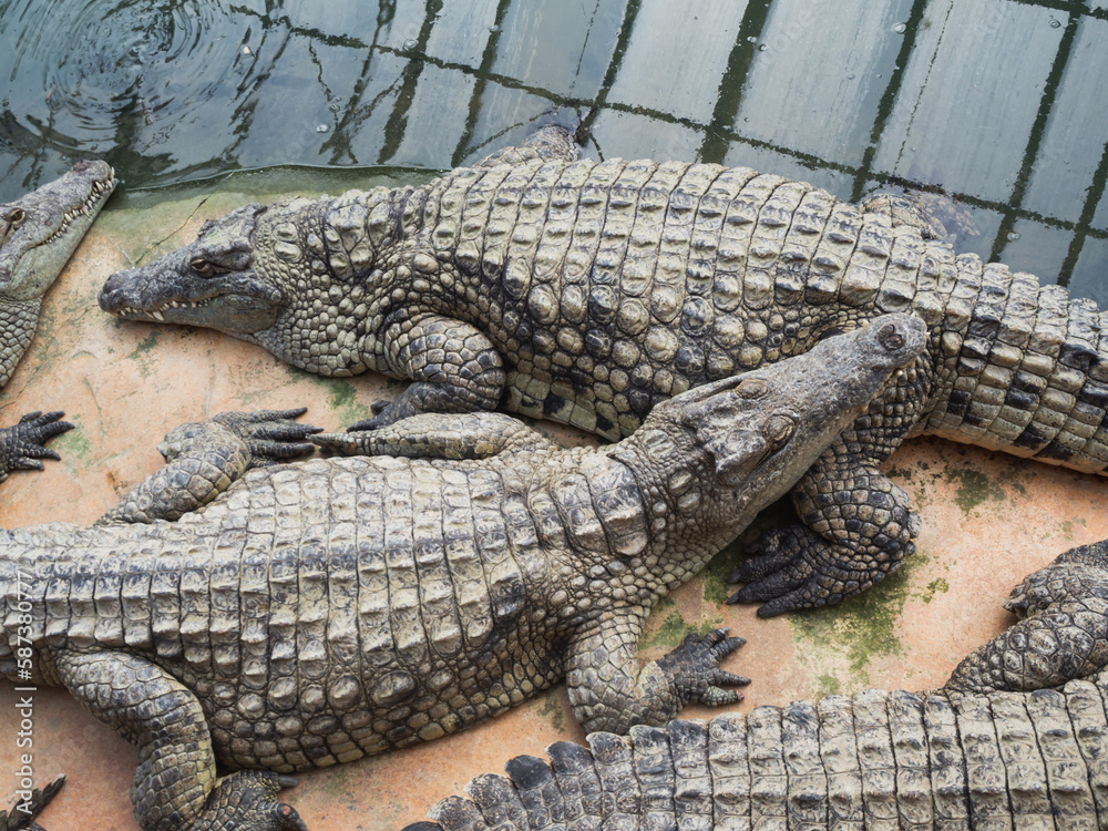 Obraz premium Crocodiles in the farm of crocodiles at Pierrelatte in the department of Drôme in France