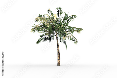 Tropical palm tree with green foilage