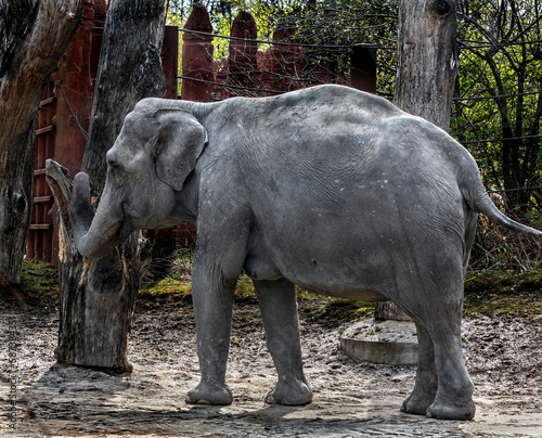 Asian elephant female in its enclosure. Latin name - Elephas maximus 