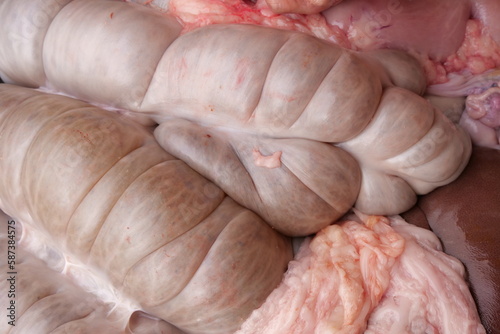 fresh pig entrails for sausage