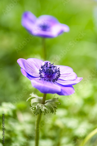 A blue anemone in the garden, macro of a colorful flower