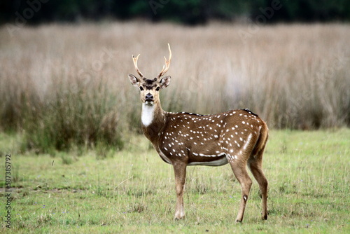 deer in the wild, wilpattu national park, Sri Lanka photo