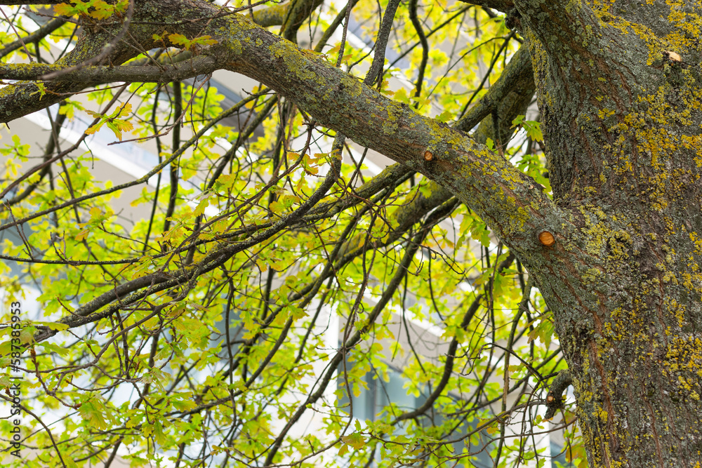 Obraz premium Detail of the spring awakening of a tree in the city