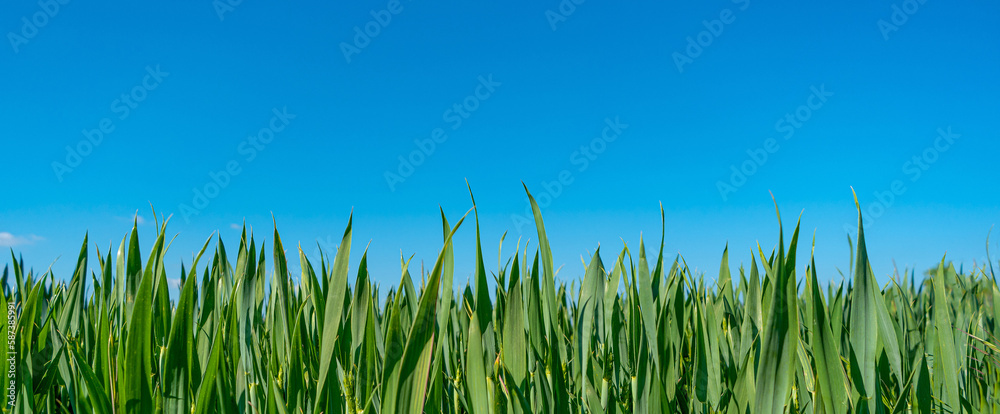 Fototapeta premium Panoramic view of beautiful farm landscape with corn maize green field in summer, at sunny day and blue sky with copy space