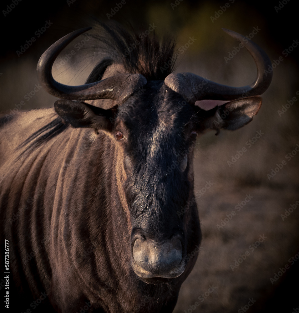 close up of a wildebeest