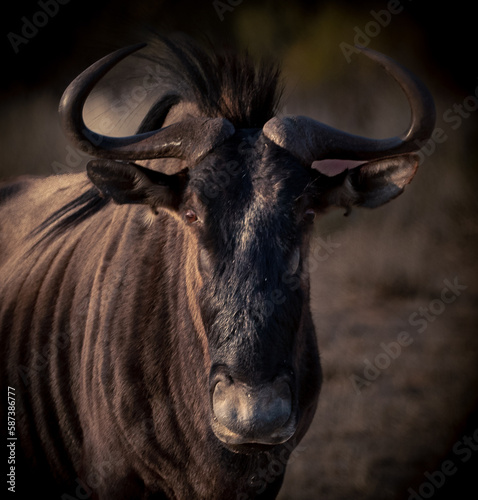 Obraz na płótnie close up of a wildebeest w salonie
