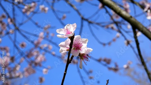 SpringLandscape with Peach Blossoms and Blue Sky. photo