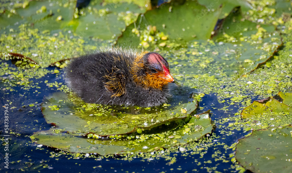 cute baby coot duck swimming