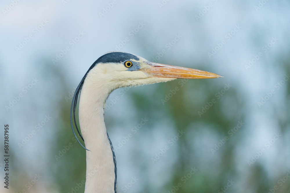 grey heron grey heron