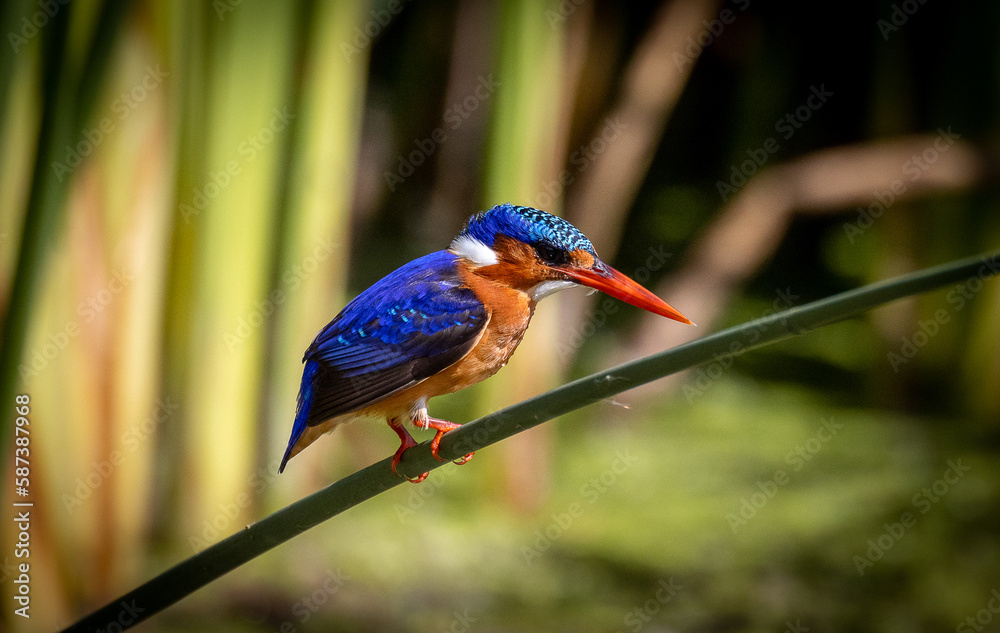 malachite kingfisher on a branch