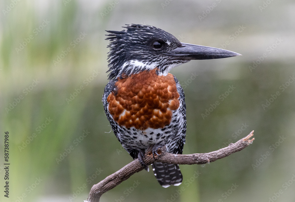 Giant kingfisher bird