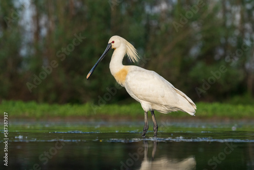 Konstfotografi Eurasian spoonbill