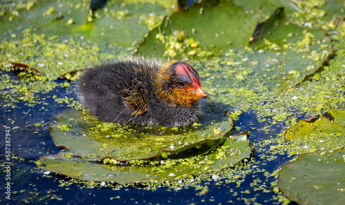cute baby coot duck swimming 