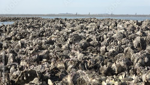 Muschelbänke im Wattenmeer, Pazifische Auster, Magallana gigas, Nationalpark Niedersächsisches Wattenmeer bei Cuxhaven photo