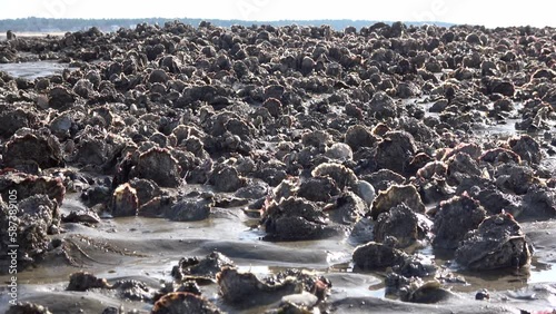 Muschelbänke im Wattenmeer, Pazifische Auster, Magallana gigas, Nationalpark Niedersächsisches Wattenmeer bei Cuxhaven photo