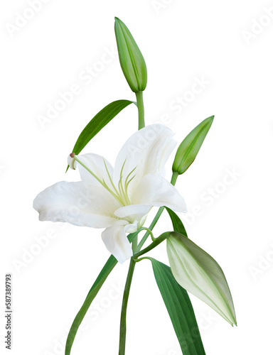 White Lily with buds isolated on transparent background